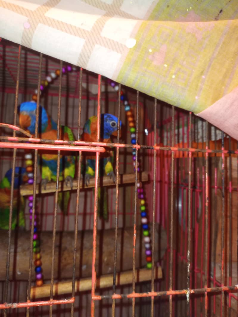 Parrots Pair 2