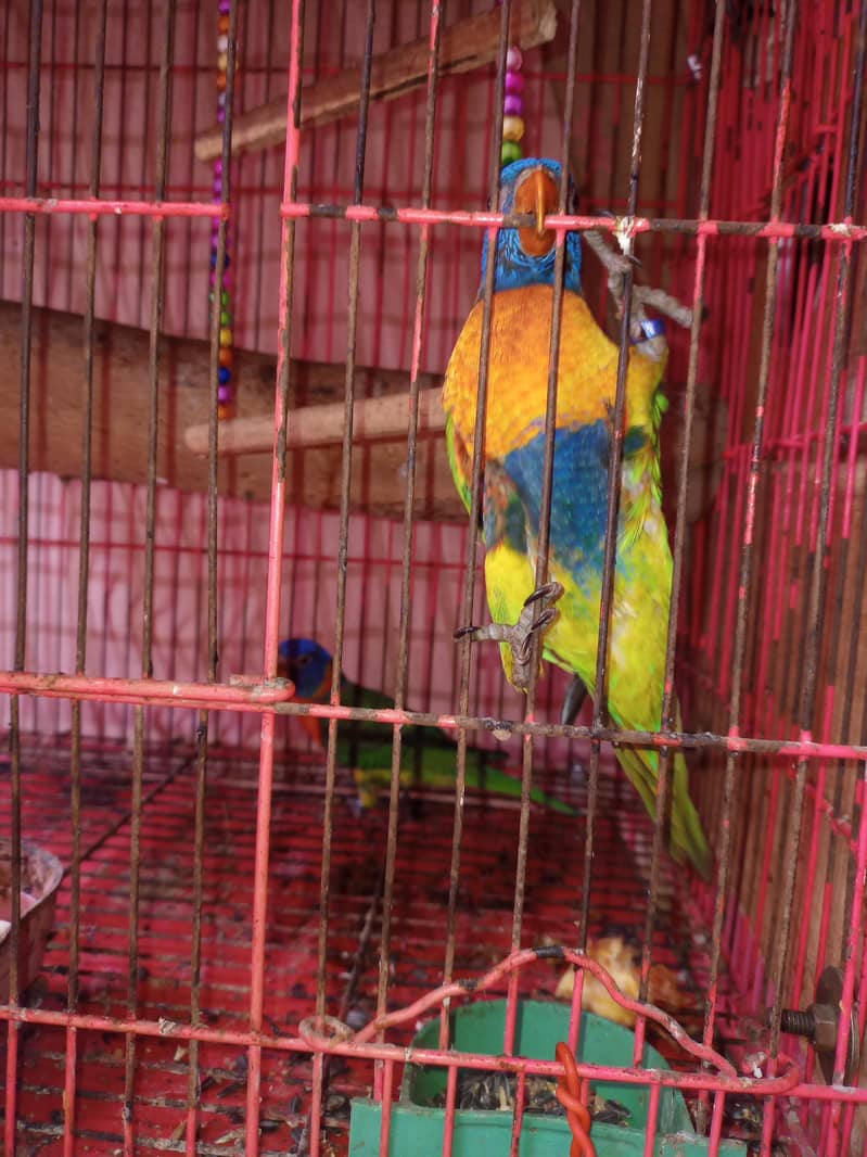 Parrots Pair 3