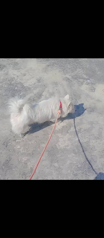 o siez Russian female dog for sale