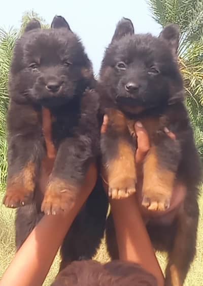 german shepherd puppies for sale