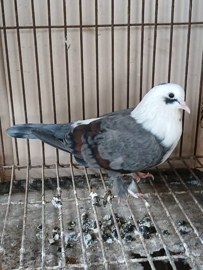 shabas karbalai female