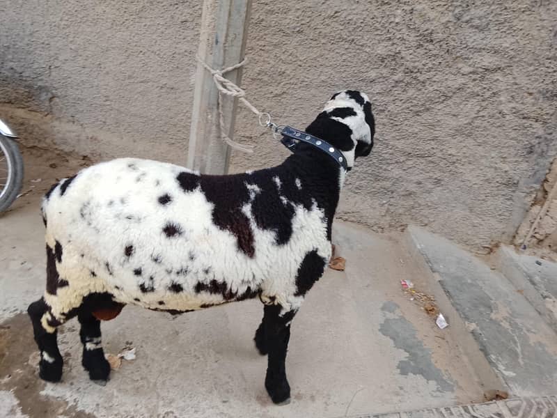 sheep 1
