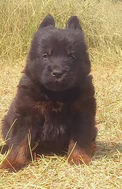 german shepherd puppies for sale