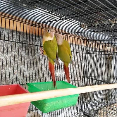 Pineapple conure breeder pair 2.5 years