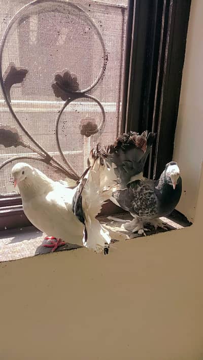 Indain fantail& American Lucky 03154600726wtp