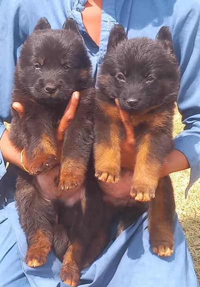 german shepherd puppies for sale age 45 day