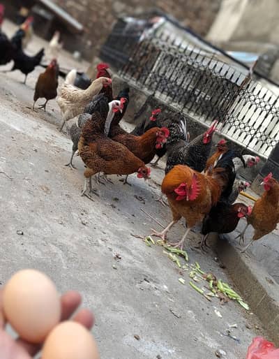 Desi eggs