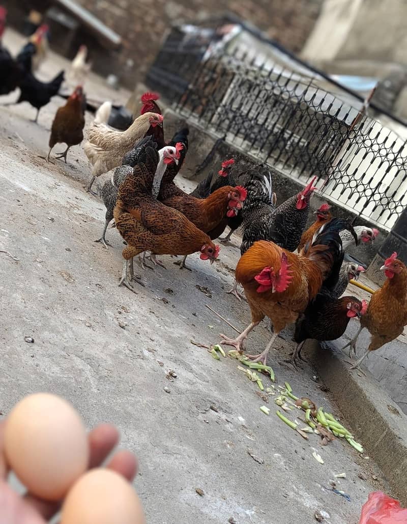 Desi eggs 0