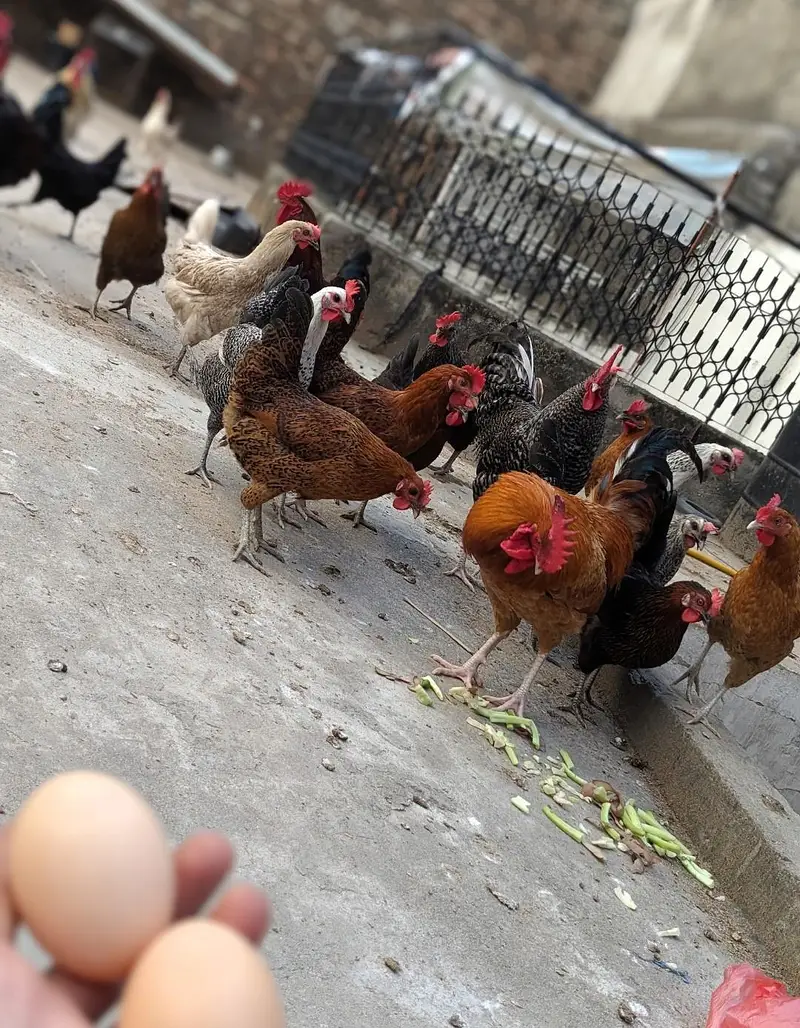 Desi eggs