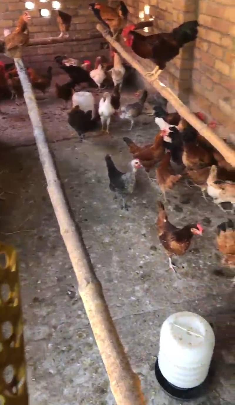 Desi eggs 1