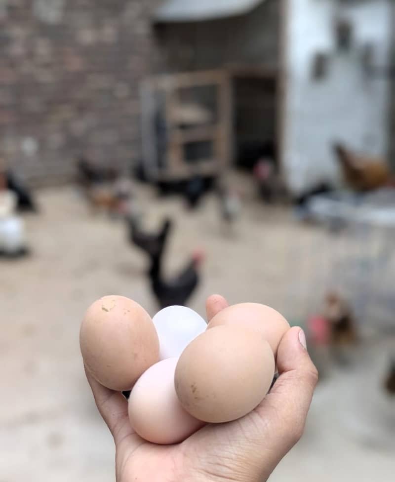 Desi eggs 2