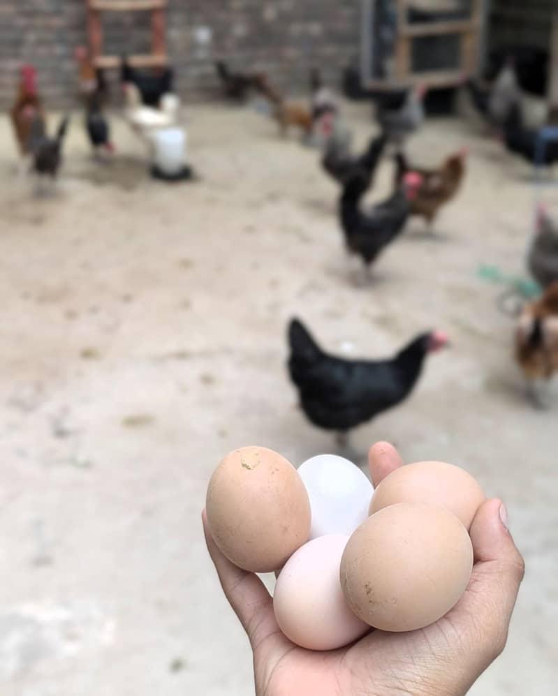 Desi eggs 3