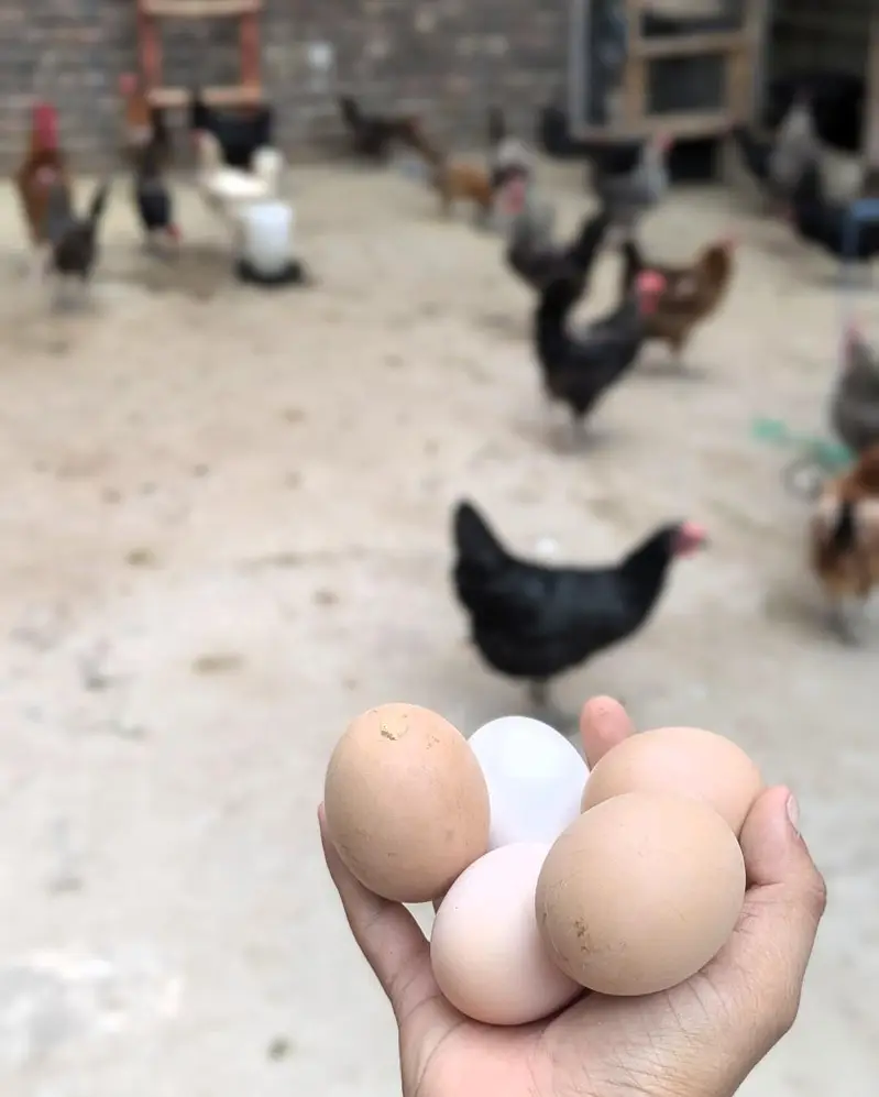 Desi eggs — photo 4