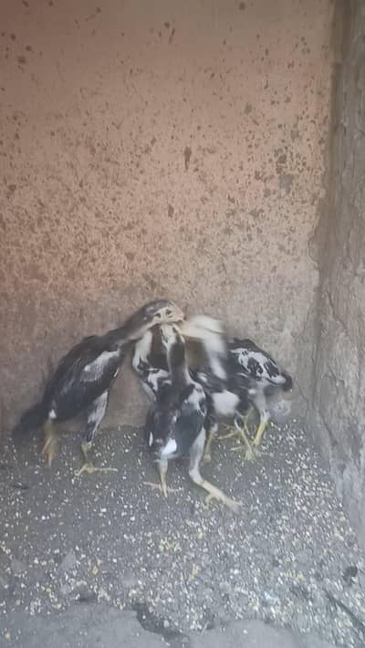 Japanese Tanaka Shamo Chicks