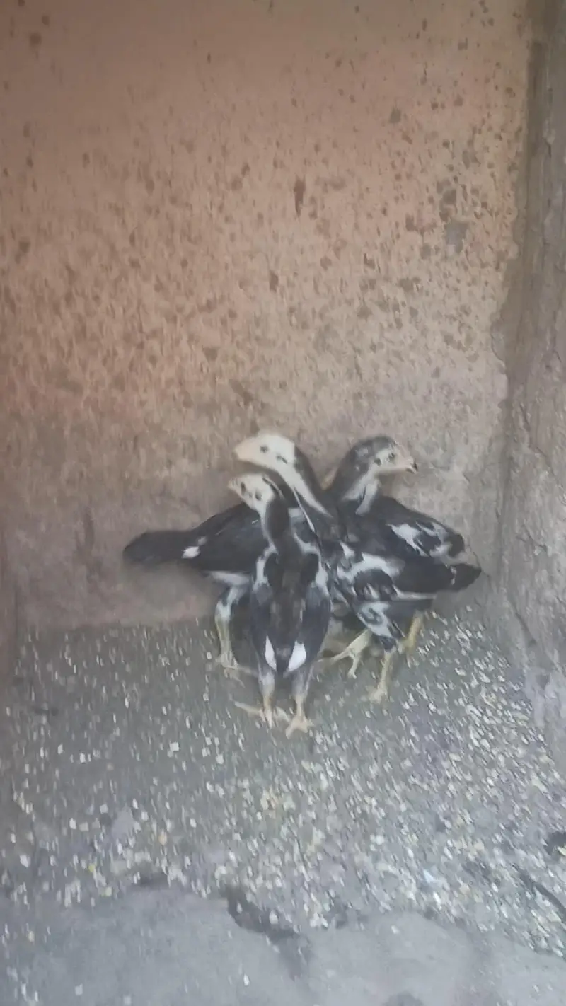Japanese Tanaka Shamo Chicks — photo 2