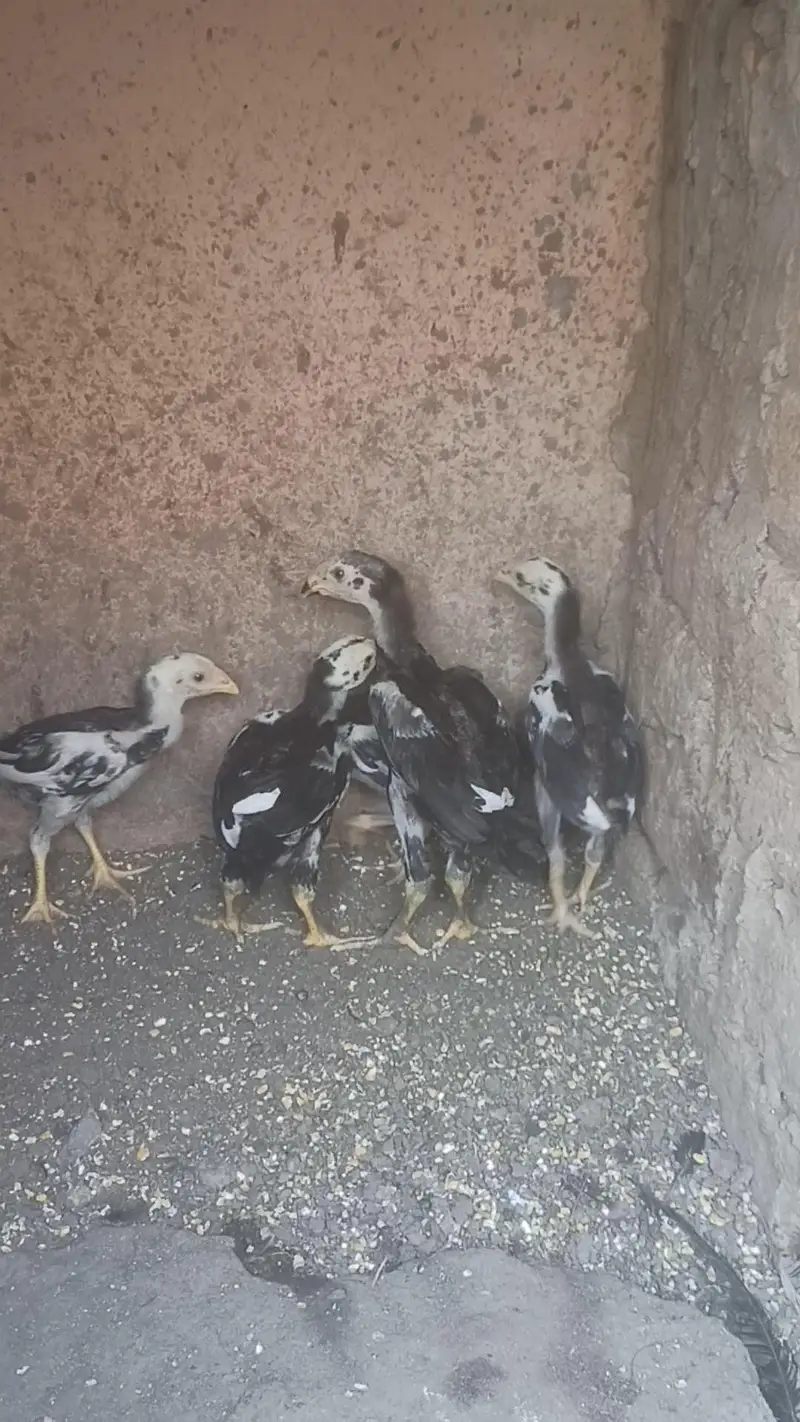 Japanese Tanaka Shamo Chicks — photo 3