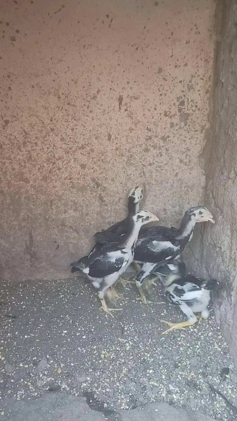 Japanese Tanaka Shamo Chicks — photo 4