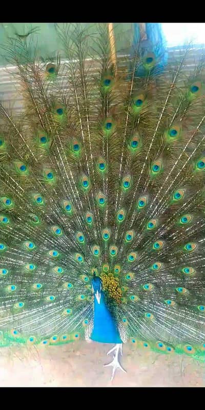 Indian Blue Beautiful Peacock Male