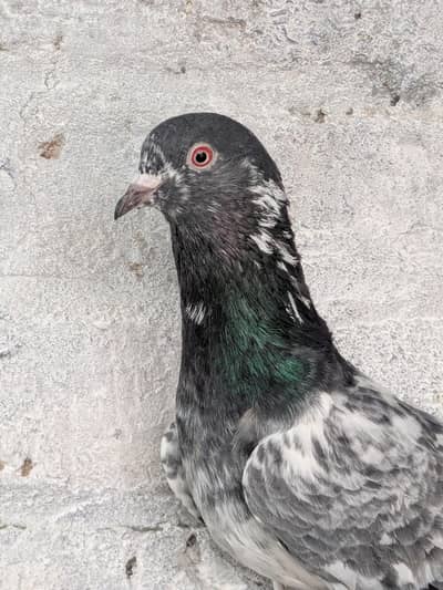 Dub wala pair our black tady pair breeder pair
