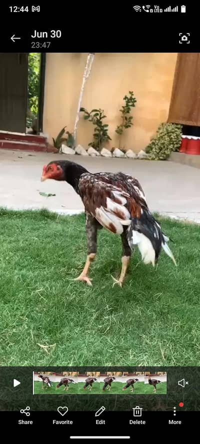 aseel meainwali