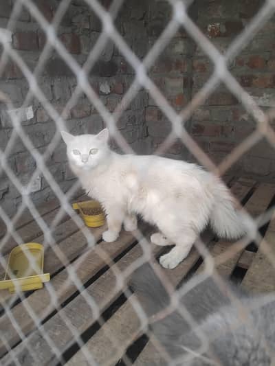 wite female black male