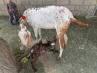 Goat with 25 days female 2 litre doodh