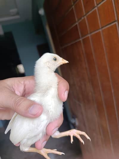 aseel chicks, white Japanese black tail bantam