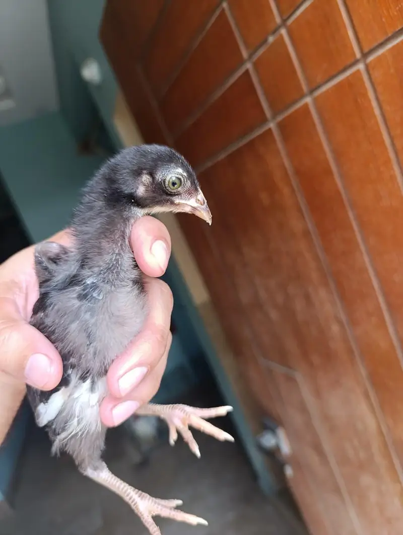aseel chicks, white Japanese black tail bantam — photo 2
