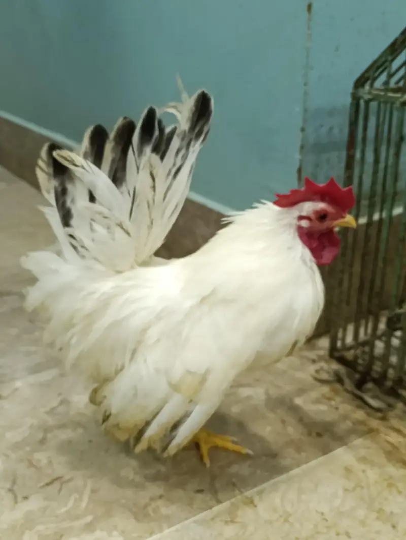 aseel chicks, white Japanese black tail bantam — photo 3