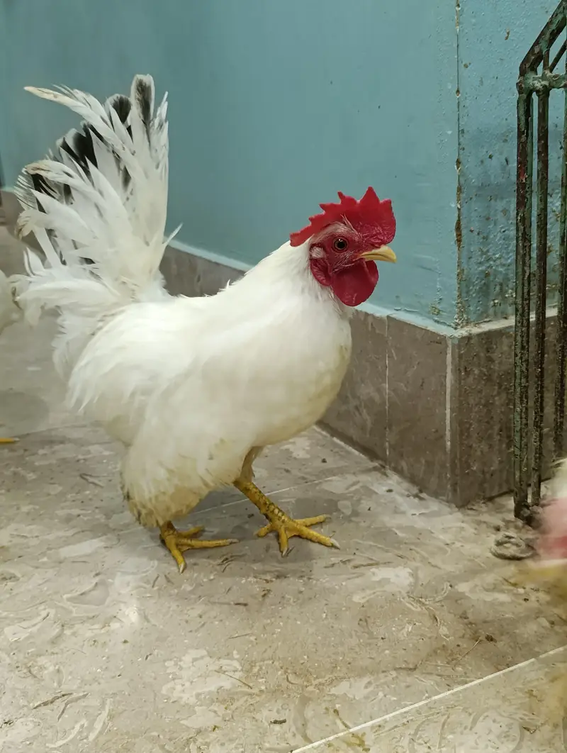 aseel chicks, white Japanese black tail bantam — photo 4