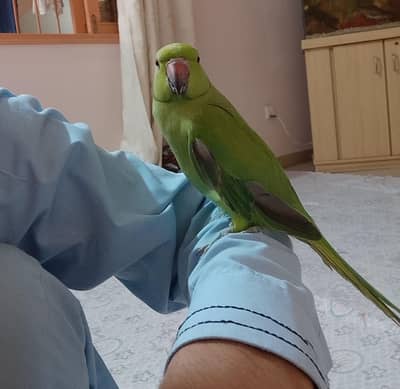urjent sale. hand tame,friendly,zero bite ringneck(desdripton) dekhen