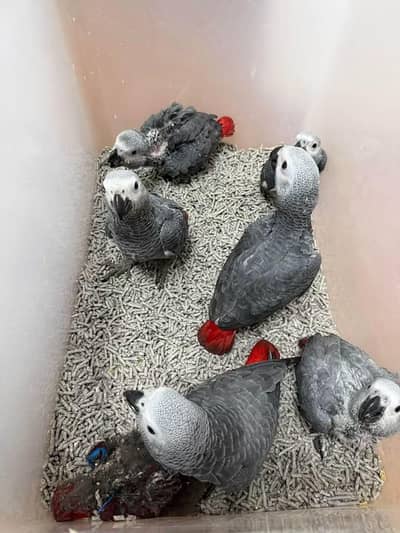 African grey parrot chicks for sale (03216170994)