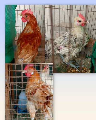 Egg laying hens