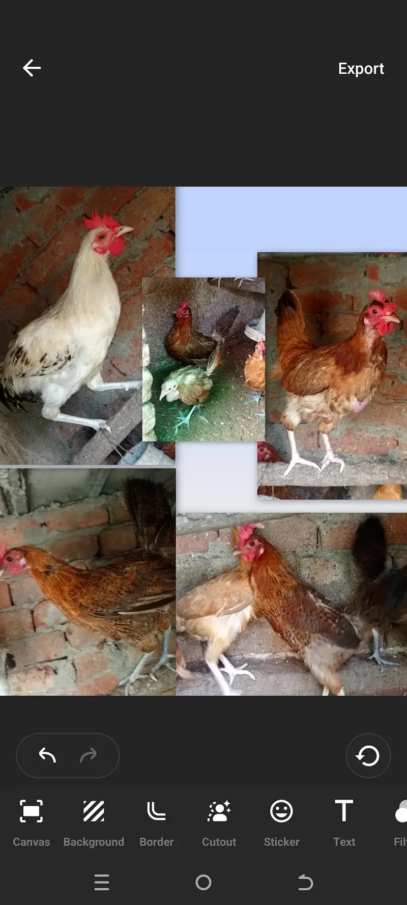 Egg laying hens — photo 2