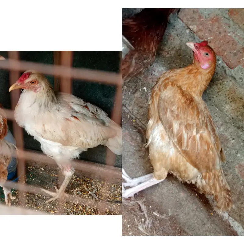 Egg laying hens — photo 3