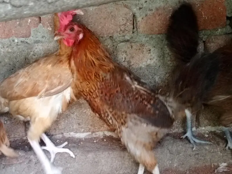 Egg laying hens — photo 4