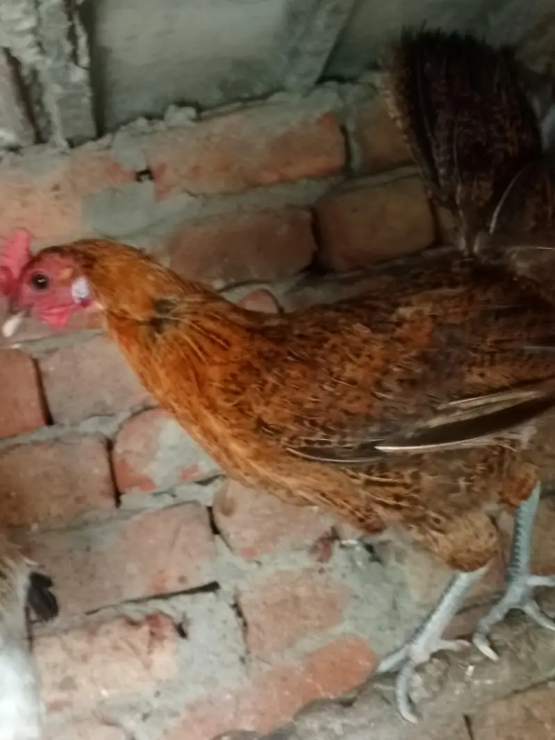 Egg laying hens — photo 5