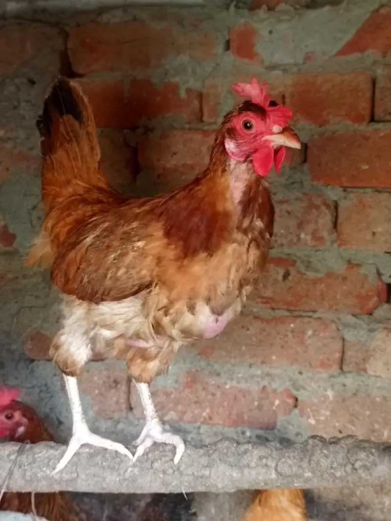 Egg laying hens — photo 6