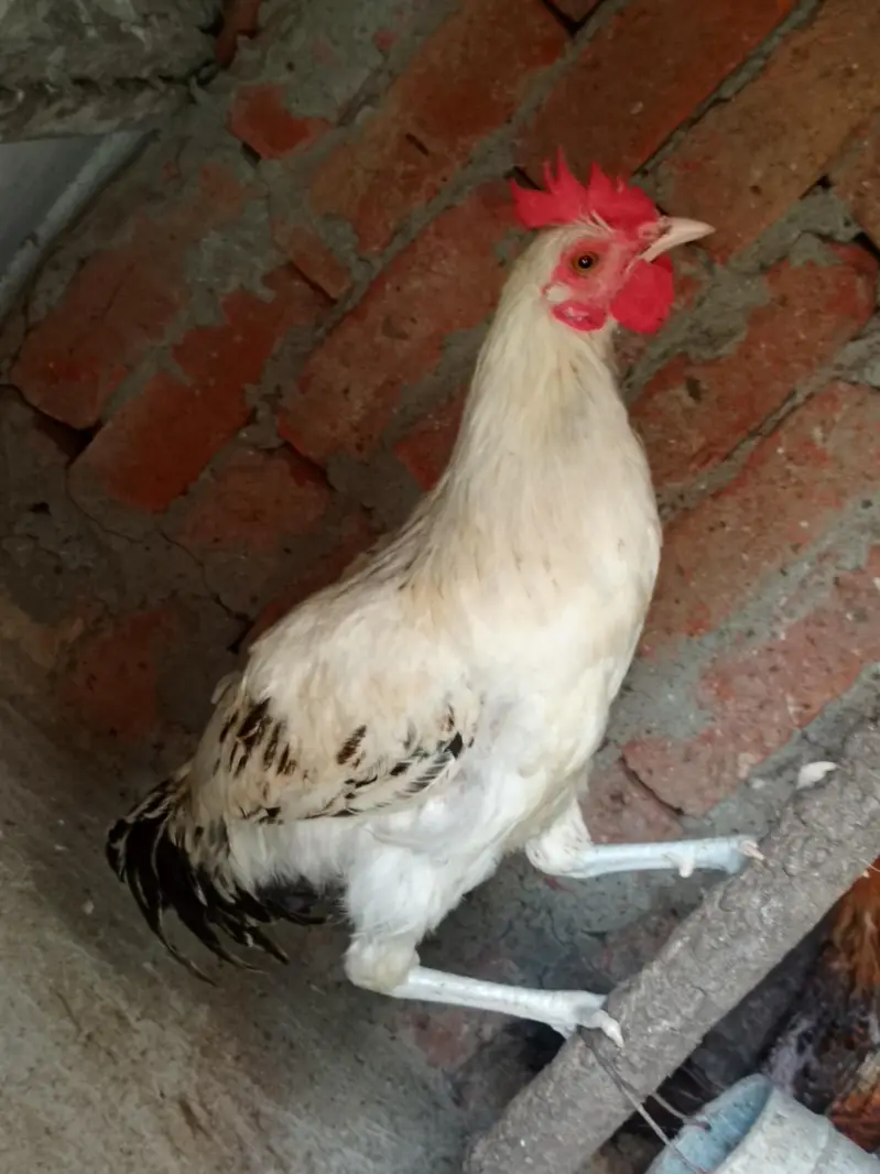 Egg laying hens — photo 7