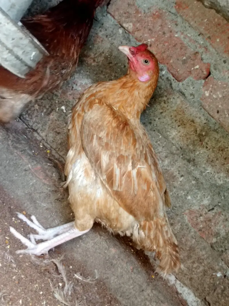 Egg laying hens — photo 8