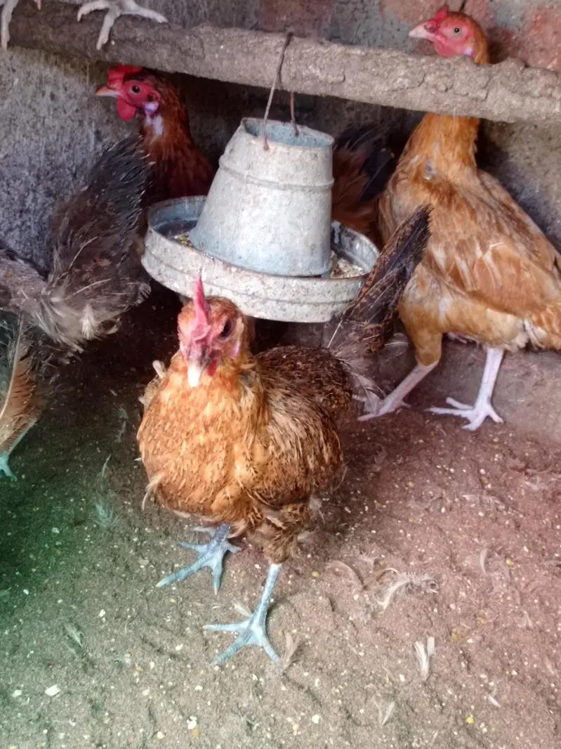 Egg laying hens — photo 9