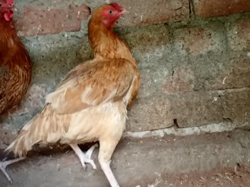 Egg laying hens — photo 10
