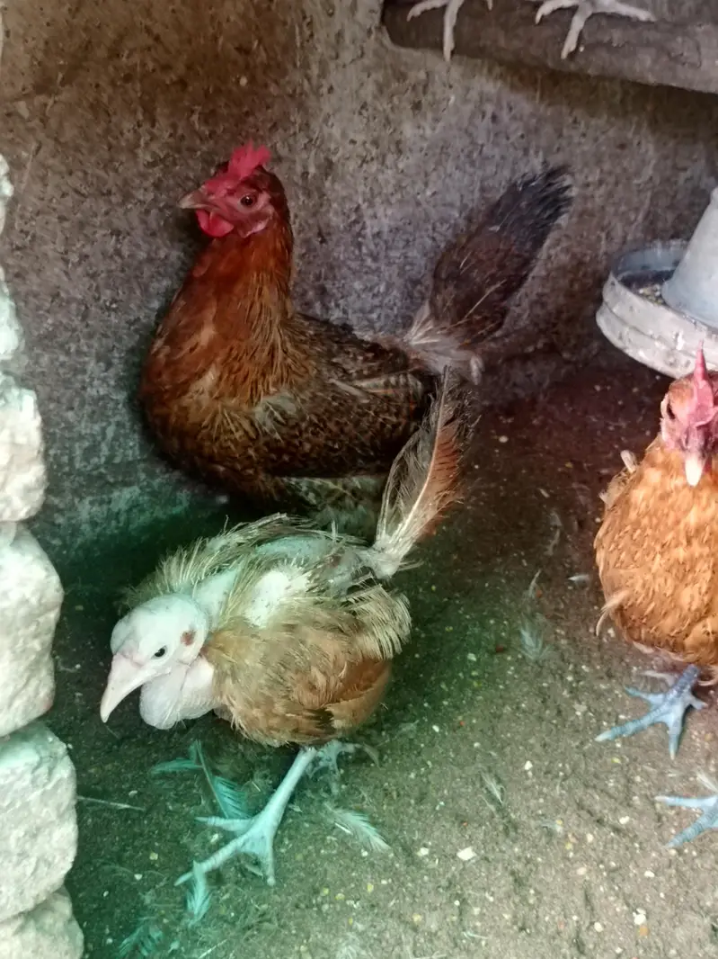 Egg laying hens — photo 11