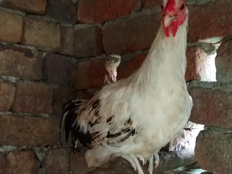 Egg laying hens — photo 12