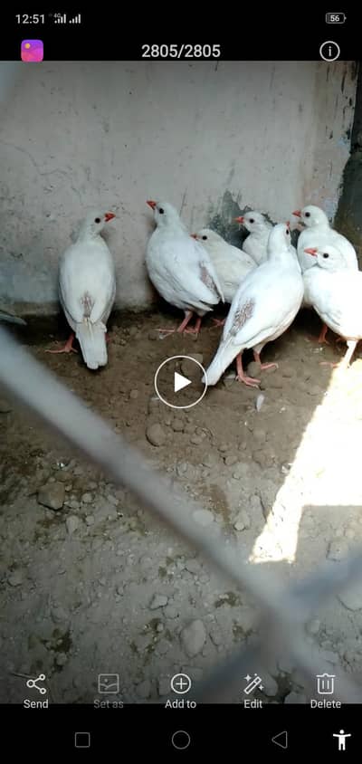 White chakor for sale