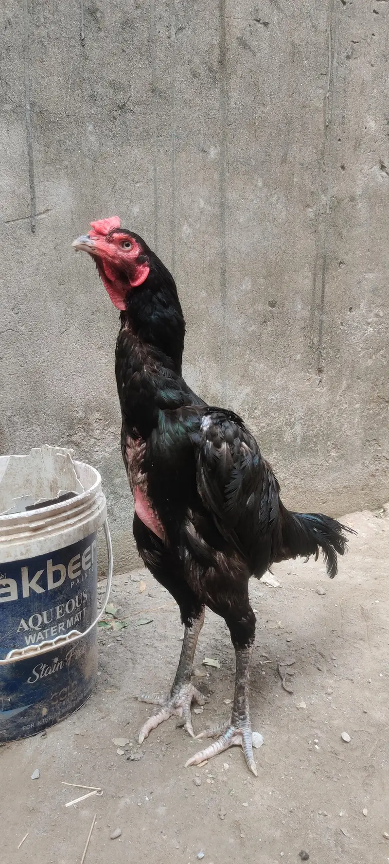 Home Breed Thai Pair — photo 2