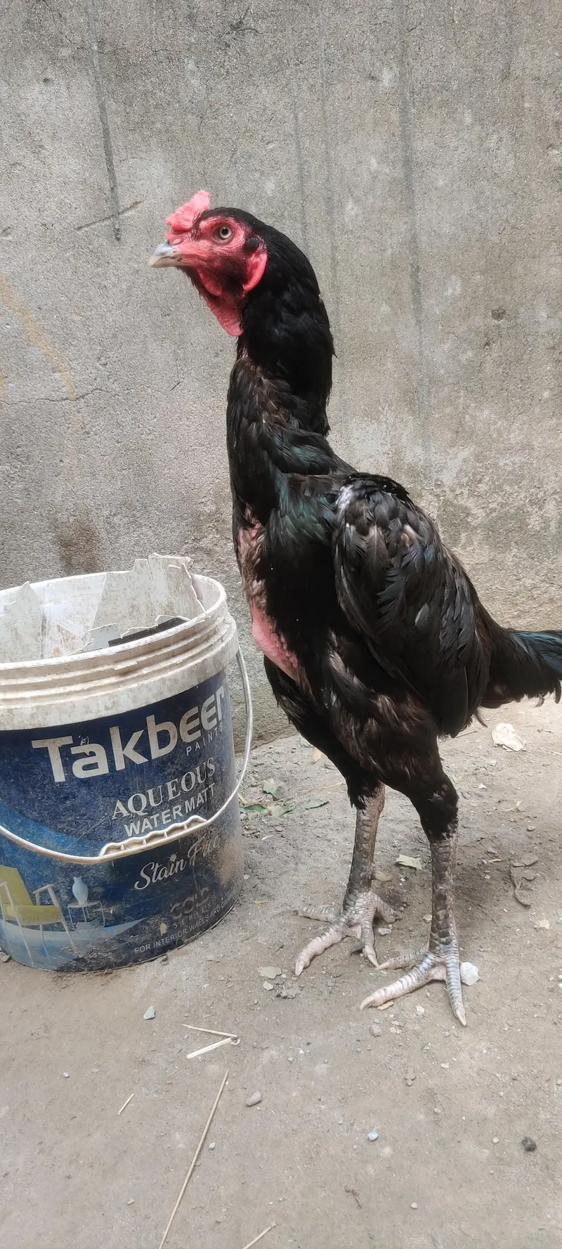 Home Breed Thai Pair — photo 3