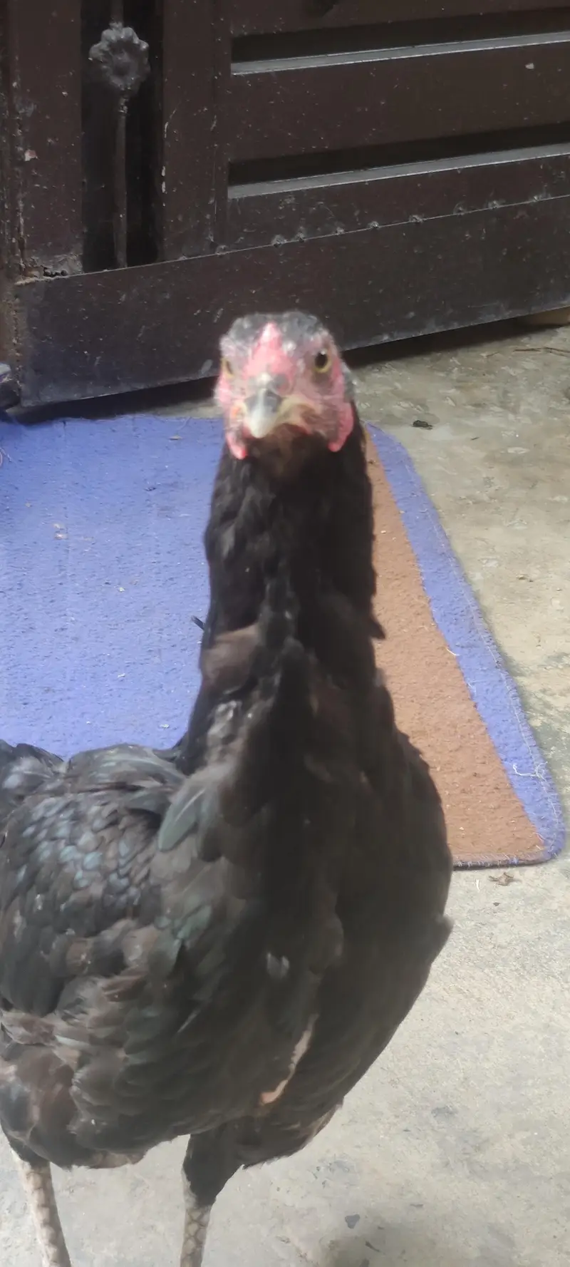 Home Breed Thai Pair — photo 7
