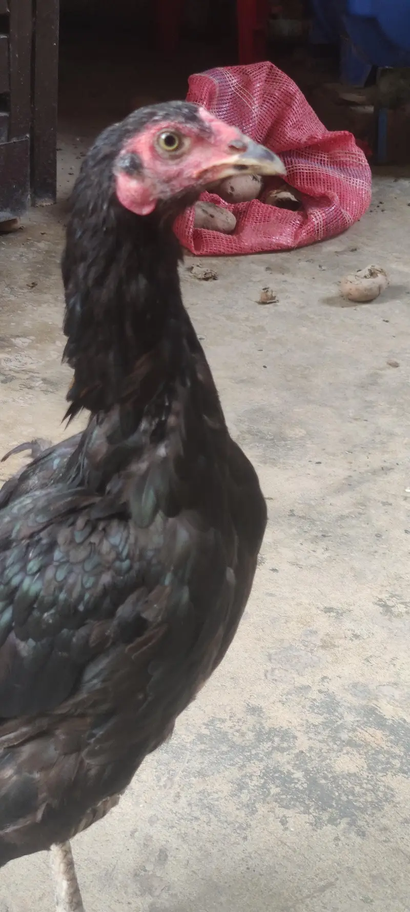 Home Breed Thai Pair — photo 8