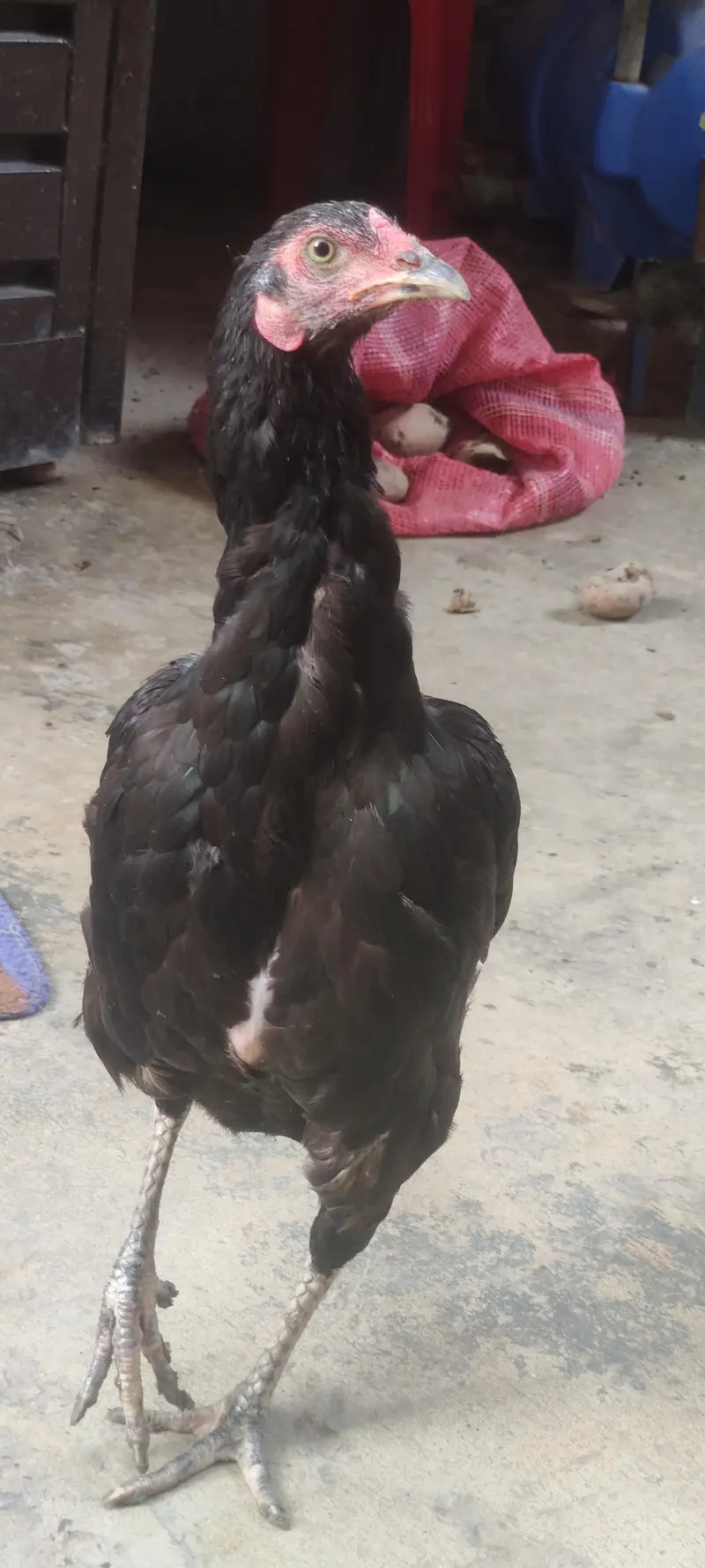 Home Breed Thai Pair — photo 9